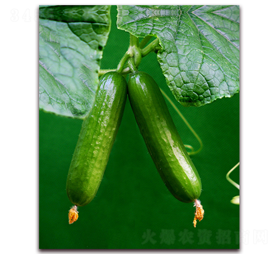 ������-���S�ϷN��-���r(n��ng)���v