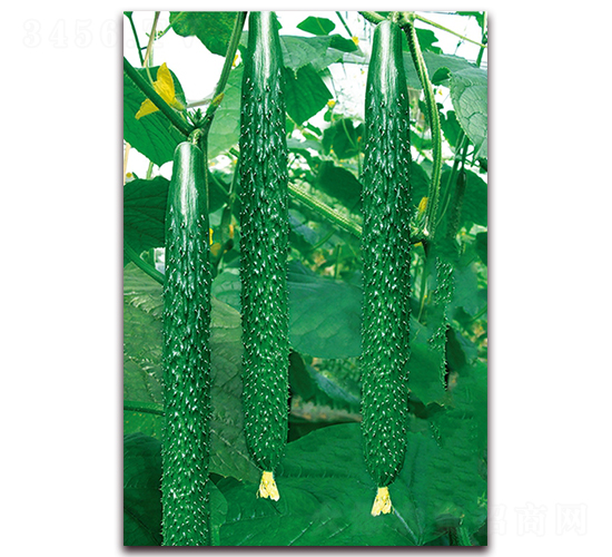 �n�ܶ�̖(h��o)-�S�ϷN��-���r(n��ng)���v