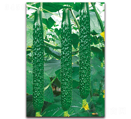 �n��һ̖(h��o)-�S�ϷN��-���r(n��ng)���v