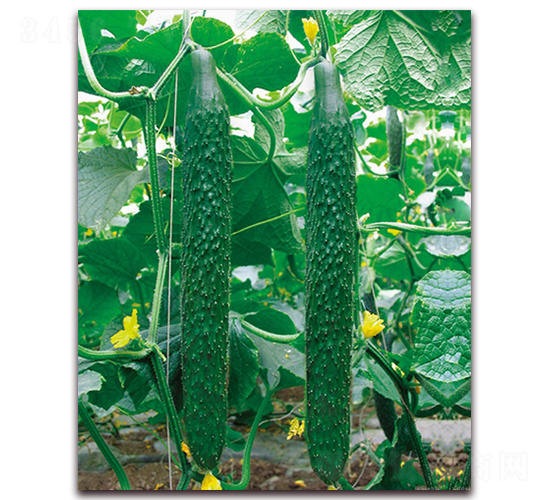 �n����̖(h��o)-�S�ϷN��-���r(n��ng)���v