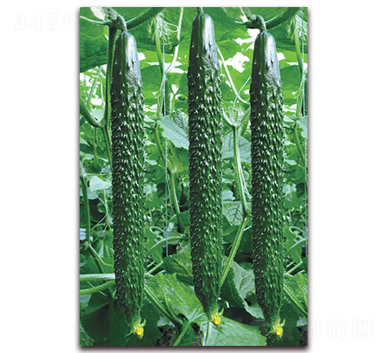 �n����̖-�S�ϷN��-���r(n��ng)���v