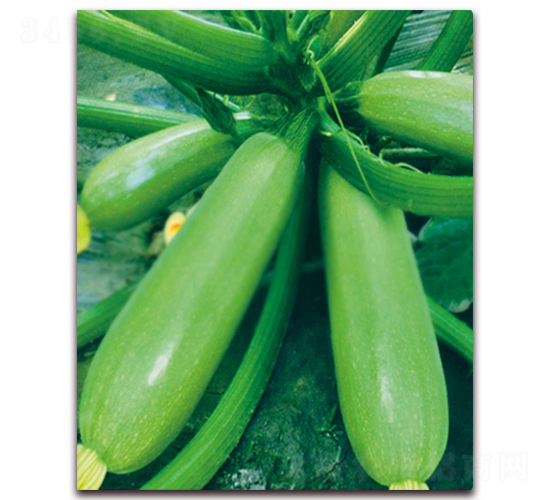 �������-�����J�N��-���r���v