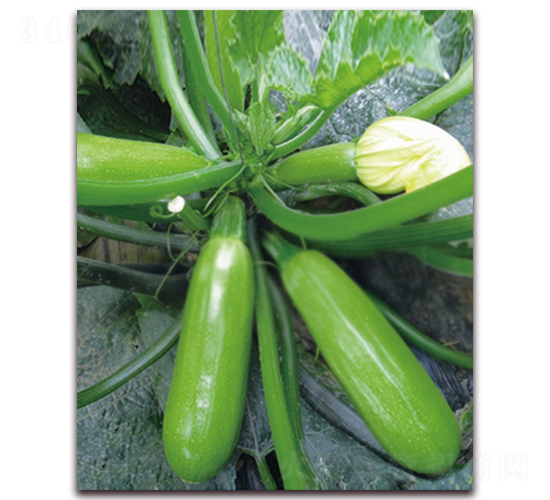 �����Ĺ�-�����J�N��-���r���v