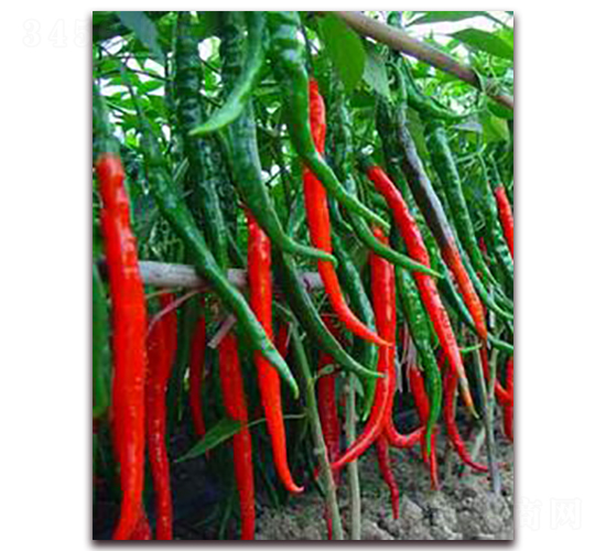 ���Qһ̖(h��o)-�����N��-���r(n��ng)���v