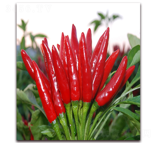 ��ʥ-���콷�N��-���r(n��ng)���v