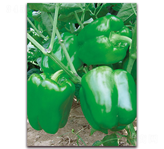 �_��-�𽷷N��-���r(n��ng)���v