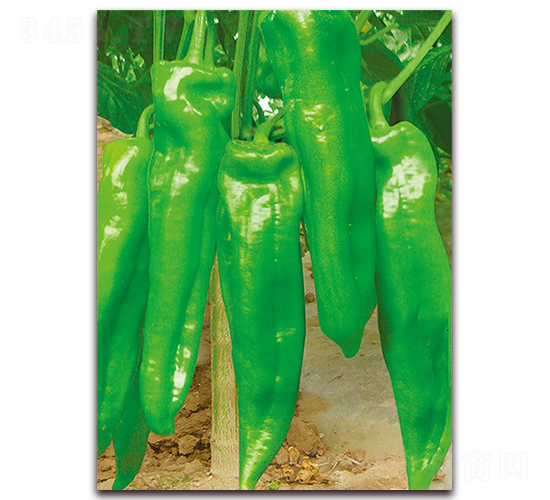 ��ţ��-ţ�ǽ��N��-���r(n��ng)���v