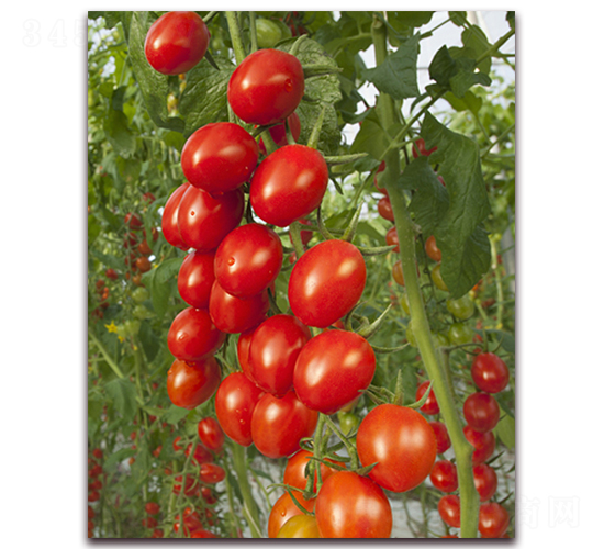 ����F1-��ɫС���ѷN��-���r(n��ng)���v