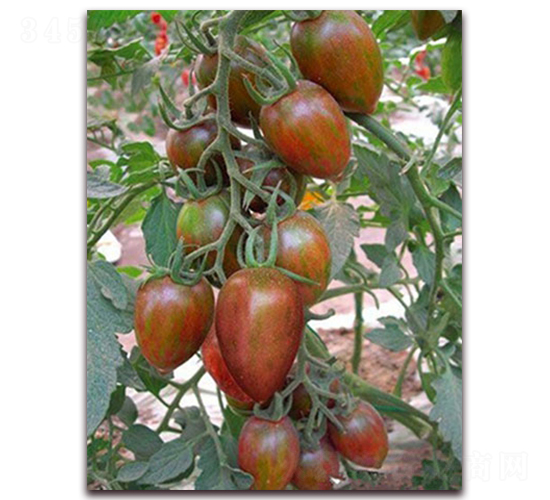 �ڌ�F1-��ɫС���ѷN��-���r(n��ng)���v