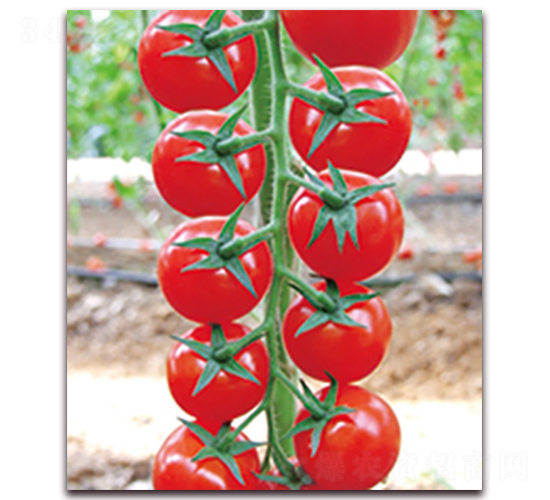 ����F1-����С���ѷN��-���r(n��ng)���v