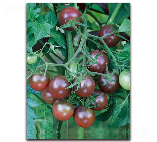 ��ʥŮF1-��ɫˮ��С���ѷN��-���r(n��ng)���v