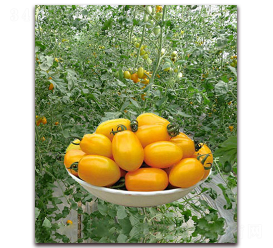 ����һ̖(h��o)F1-�SɫС���ѷN��-���r(n��ng)���v