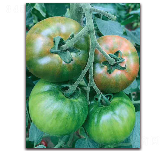 ԭζ1̖-ˮ�����ѷN��-���r(n��ng)���v