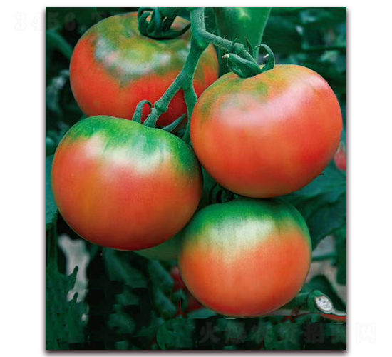 ԭζ2̖(h��o)-��ݮ���ӷN��-���r(n��ng)���v