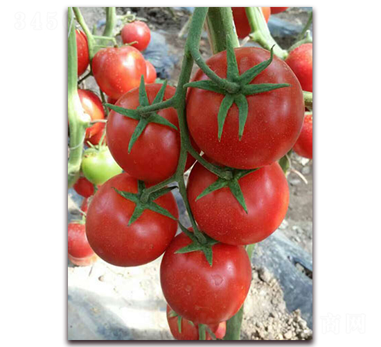 ��������F1-�t�����ѷN��-���r(n��ng)���v