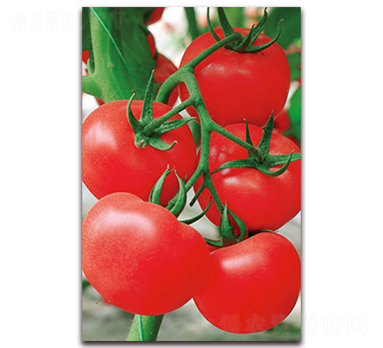 ِ����116F1-��t��ʯ�^���N��-���r(n��ng)���v