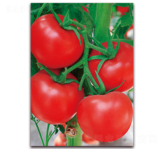 ِ����115F1-��t�����ѷN��-���r(n��ng)���v