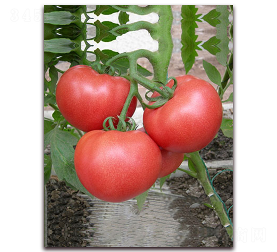 �Ɍ�F1-����͸߮a(ch��n)�۹����ѷN��-���r(n��ng)���v