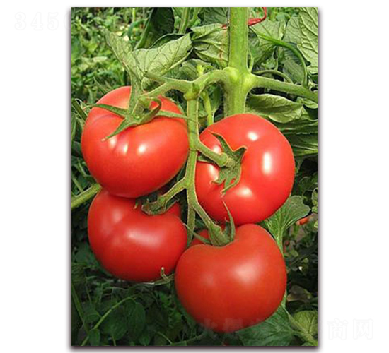 ����X1F1-�����x�۹����ѷN��-���r(n��ng)���v