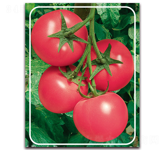 ����F1-�p���۹����ѷN��-���r(n��ng)���v