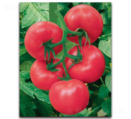 �W˹��F1-��TY�߮a�۹����ѷN��-���r���v