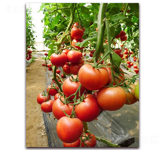 ���mӲ��F1-��Ӳ�ȷ۹����ѷN��-���r(n��ng)���v