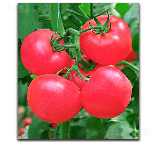 �W��302F1-�����۹����ѷN��-���r(n��ng)���v