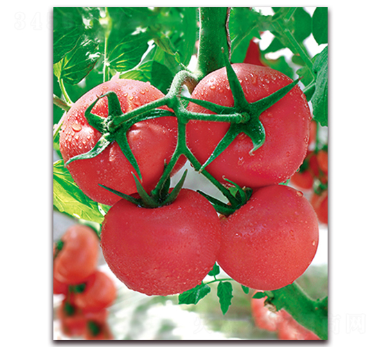 ���r(n��ng)��̖F1-��Ʒ�۹����ѷN��-���r(n��ng)���v