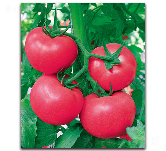 ���r(n��ng)һ̖(h��o)F1-���쿹���۹����ѷN��-���r(n��ng)���v