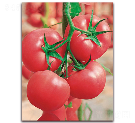 ���m�����̖(h��o)F1-����۹����ѷN��-���r(n��ng)���v