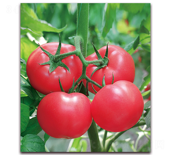 ���m������̖(h��o)-�O����۹����ѷN��-���r(n��ng)���v