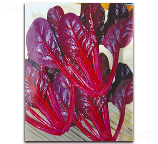 �t�~���-��˷N��-�ꂥ�N�I(y��)