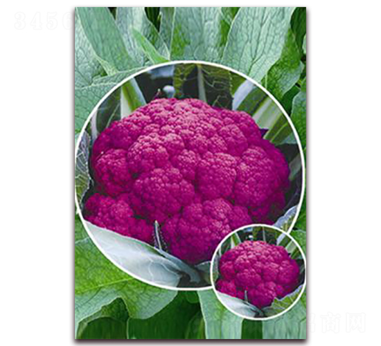 �ϻ���-��Ҭ�˷N��-�ꂥ�N�I(y��)