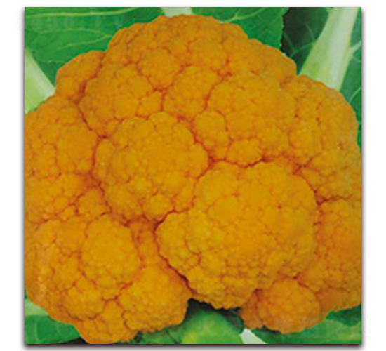 �S���˷N��-�ꂥ�N�I(y��)