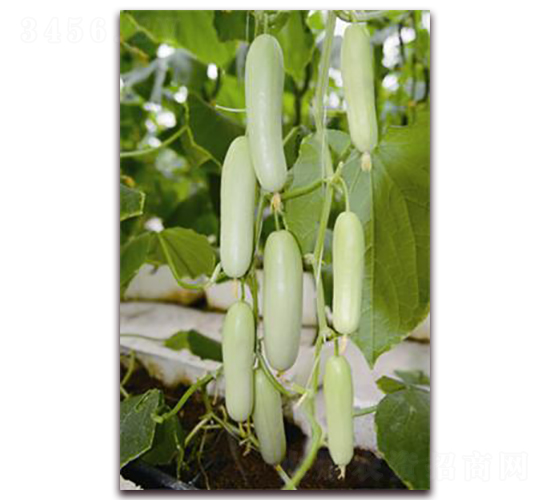 ������-�S�ϷN��-�ꂥ�N�I(y��)