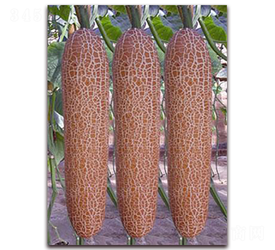 ���S��-�S�ϷN��-�ꂥ�N�I(y��)