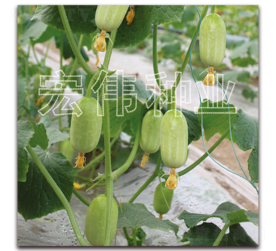 ؐؐ-�S�ϷN��-�ꂥ�N�I(y��)