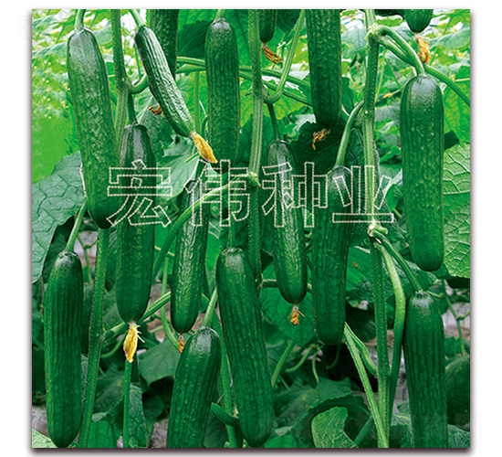 83-16-�S�ϷN��-�ꂥ�N�I(y��)