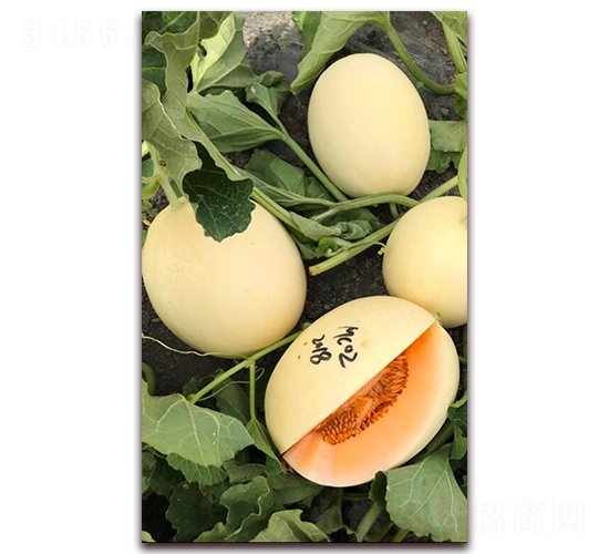 �t���۹�-��ϷN��-�ꂥ�N�I(y��)