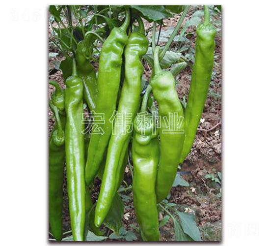 ����6̖(h��o)-�����N��-�ꂥ�N�I(y��)