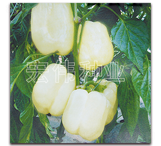 �׹���-�����N��-�ꂥ�N�I(y��)