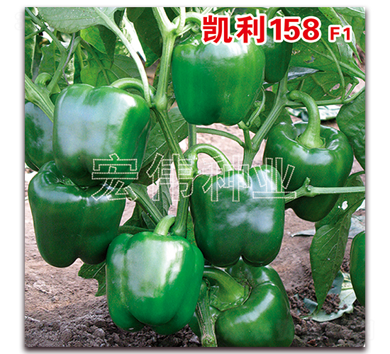 �P��158F1-�����N��-�ꂥ�N�I(y��)