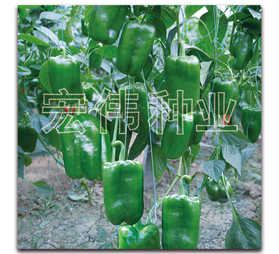 ��(m��ng)��̫��2019-�����N��-�ꂥ�N�I(y��)