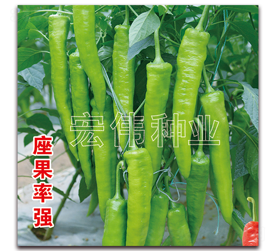 ţ���⽷-�����N��-�ꂥ�N�I(y��)