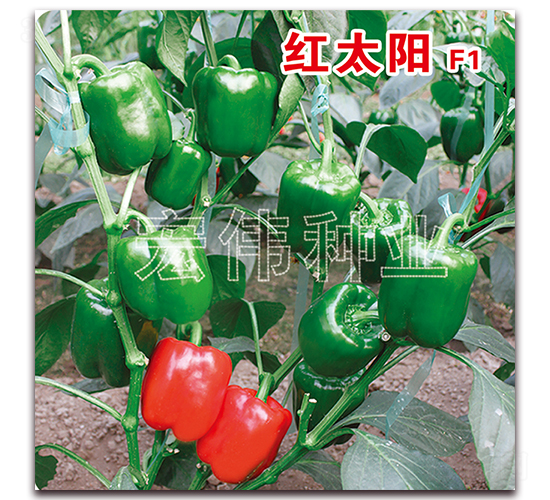 �t̫�(y��ng)-�����N��-�ꂥ�N�I(y��)