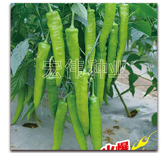 ����һ̖(h��o)-�����N��-�ꂥ�N�I(y��)