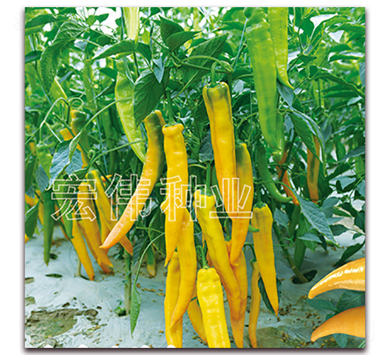 ������-�����N��-�ꂥ�N�I(y��)