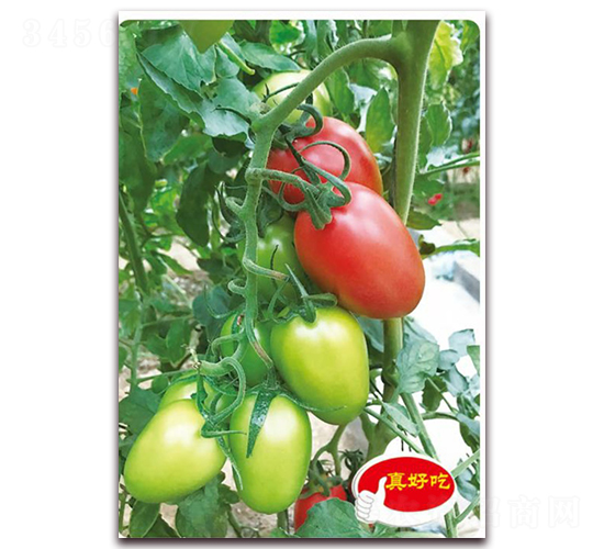 ���_��001F1-�������t���N��-�ꂥ�N�I(y��)