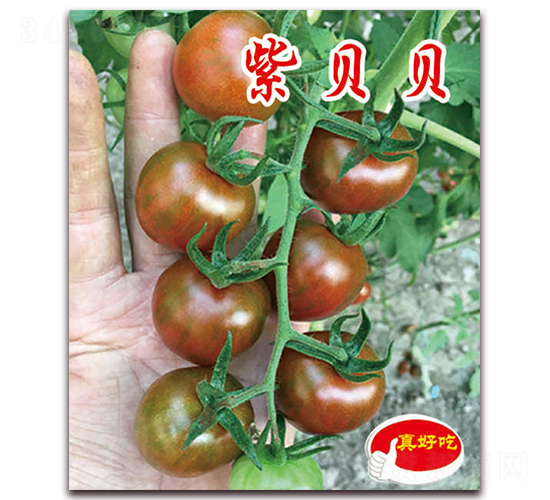 ��ؐؐ-�������t���N��-�ꂥ�N�I(y��)