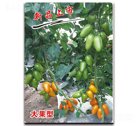 ��ţ3̖�_��-�������t���N��-�ꂥ�N�I(y��)